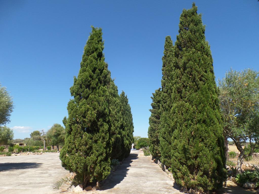Sa Bassa Crua Agroturismo Sa Torre Bagian luar foto