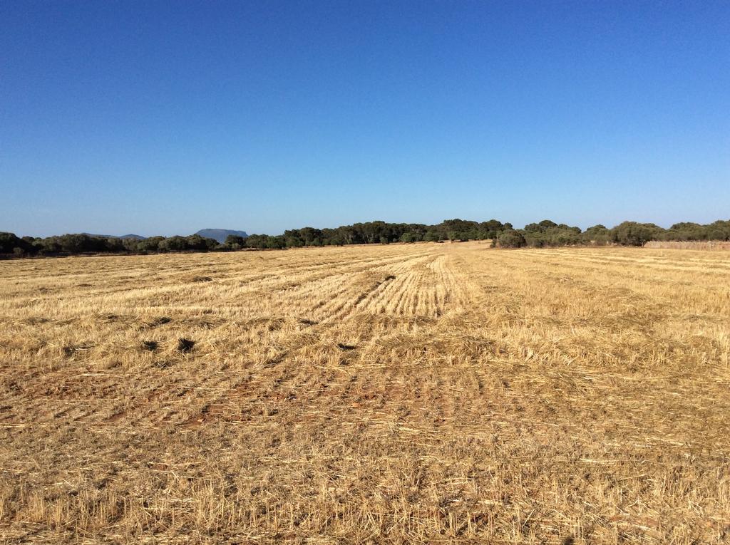 Sa Bassa Crua Agroturismo Sa Torre Bagian luar foto
