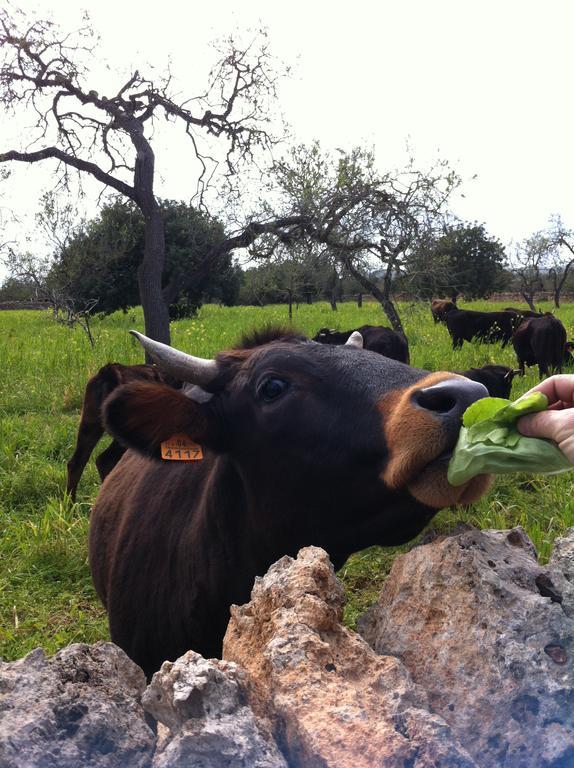 Sa Bassa Crua Agroturismo Sa Torre Bagian luar foto